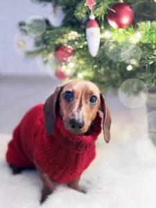 Keep Your Pet Happy And Warm This Winter Holiday